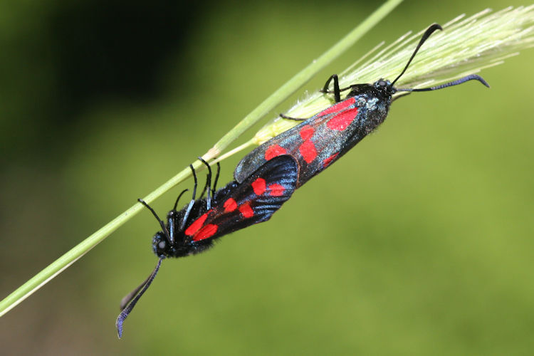 Zygaena filipendulae: Bild 28