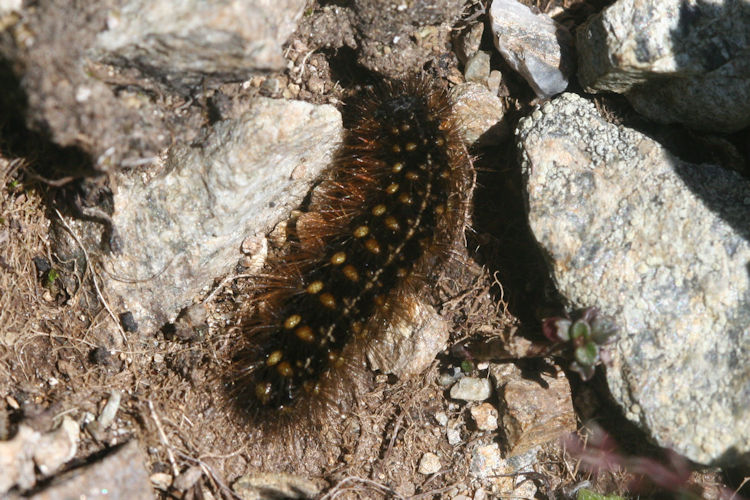 Apantesis quenseli: Bild 2