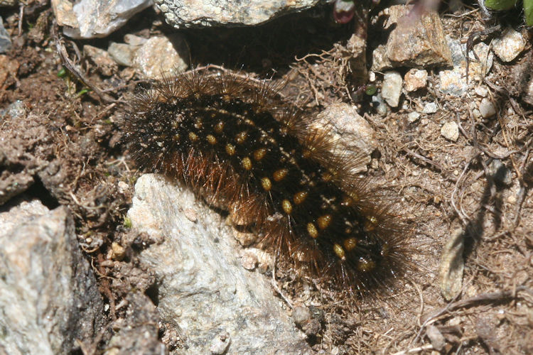Apantesis quenseli: Bild 3