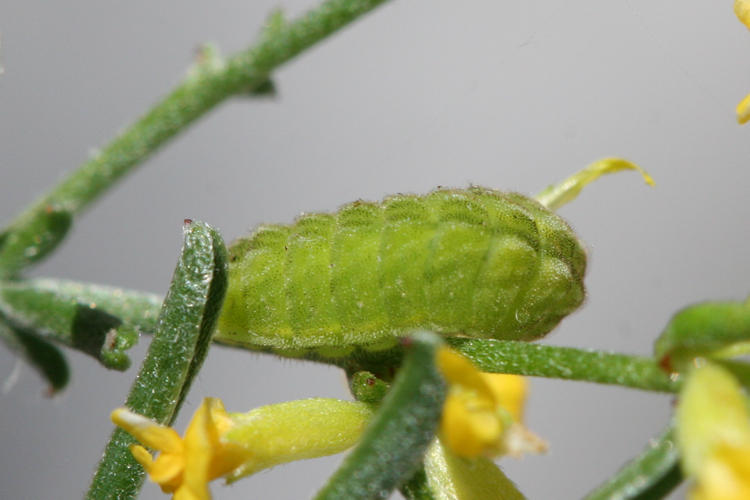 Callophrys rubi: Bild 5