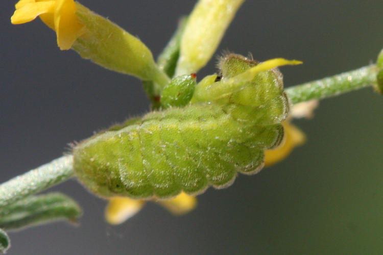 Callophrys rubi: Bild 7