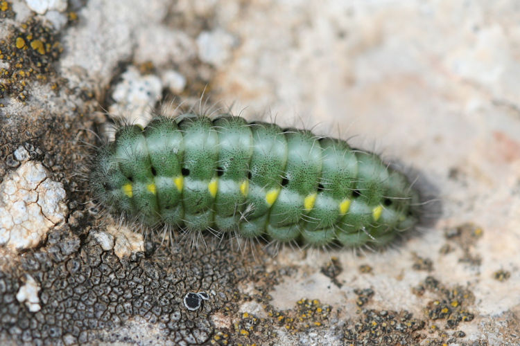 Zygaena viciae: Bild 1