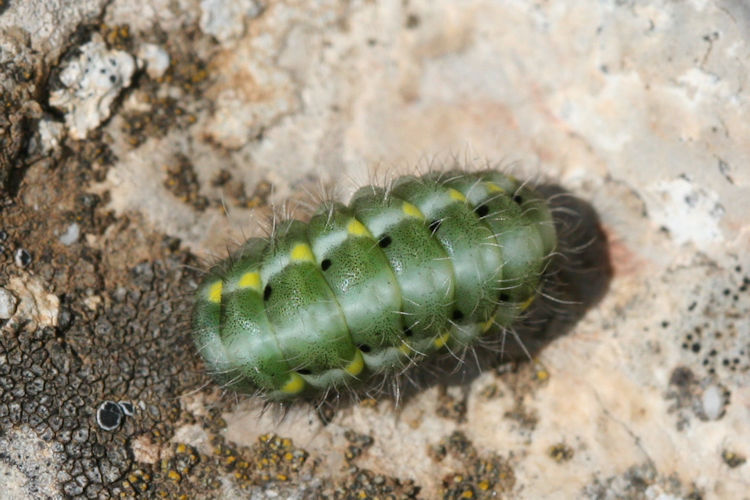 Zygaena viciae: Bild 2