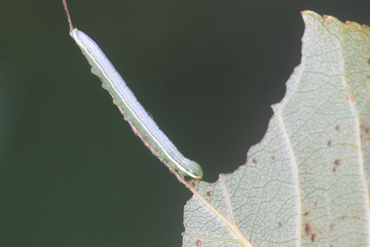 Pterostoma palpina: Bild 2