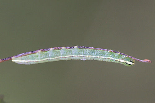Pterostoma palpina: Bild 3