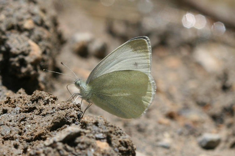 Pieris ergane: Bild 35