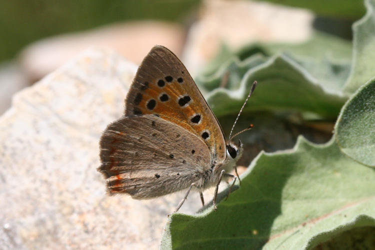 Lycaena phlaeas: Bild 33