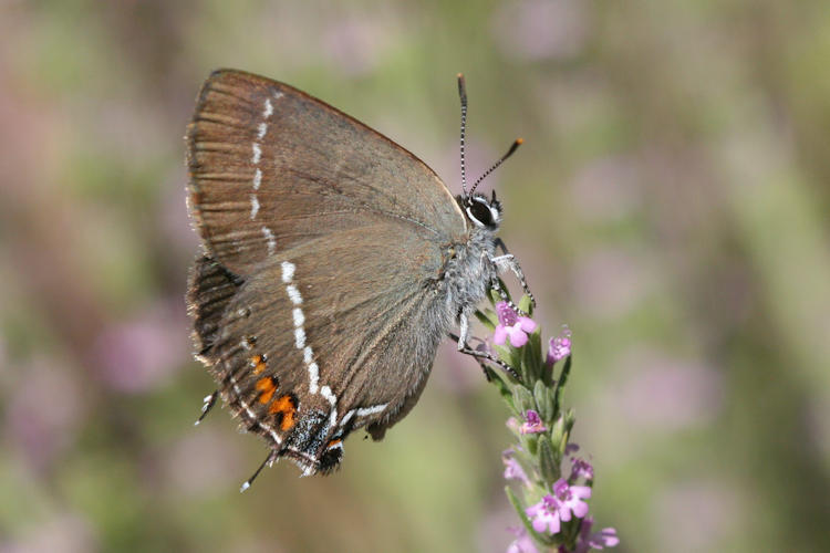 Satyrium spini: Bild 26