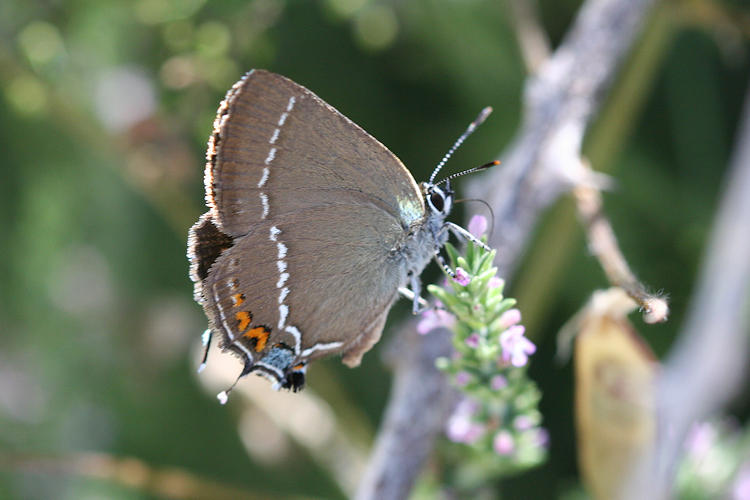 Satyrium spini: Bild 27