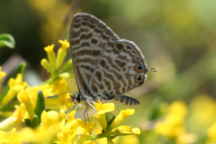 Leptotes pirithous: Bild 9