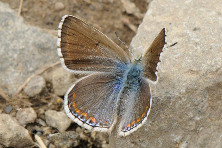 Lysandra bellargus: Bild 21