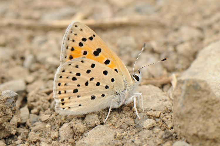 Lycaena ochimus: Bild 23