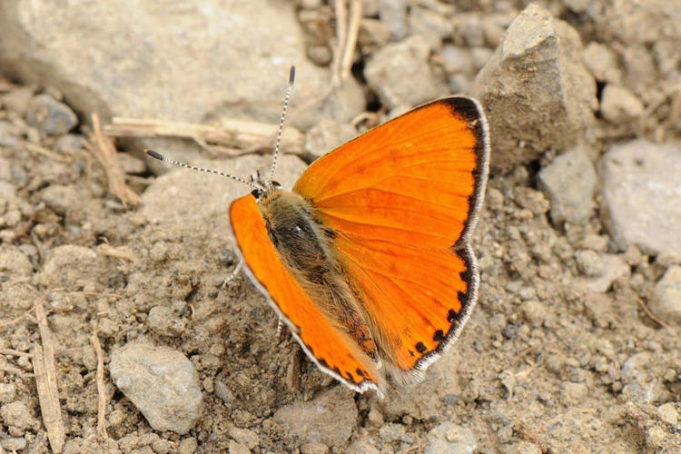 Lycaena ochimus: Bild 8