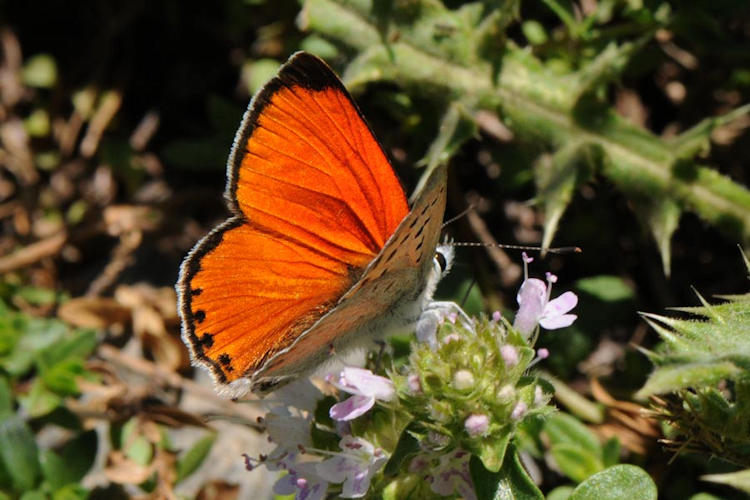 Lycaena thetis: Bild 2