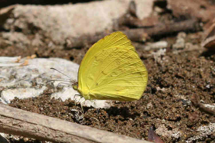 Eurema dina westwoodi: Bild 2