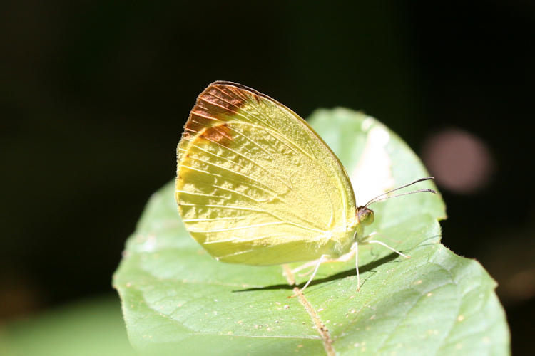 Eurema nise: Bild 8