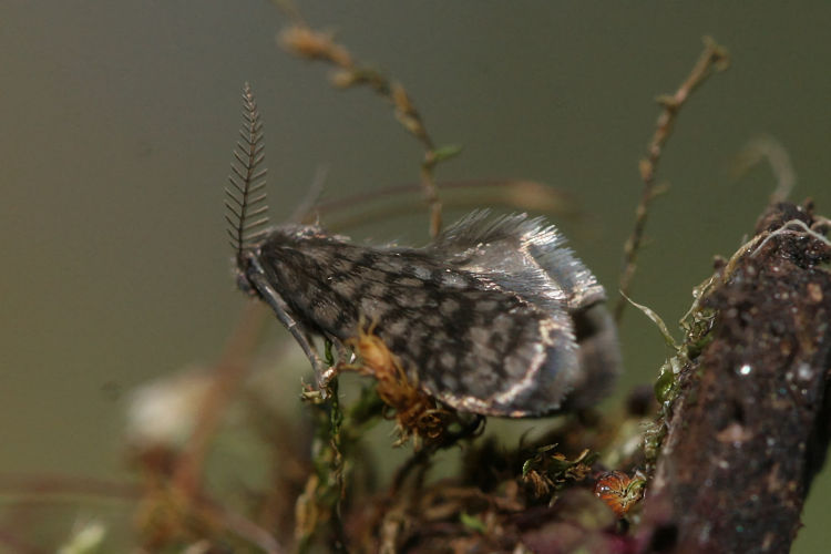 Peloponnesia glaphyrella: Bild 3