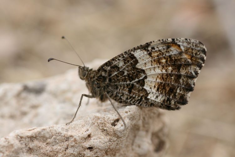 Hipparchia neomiris: Bild 6