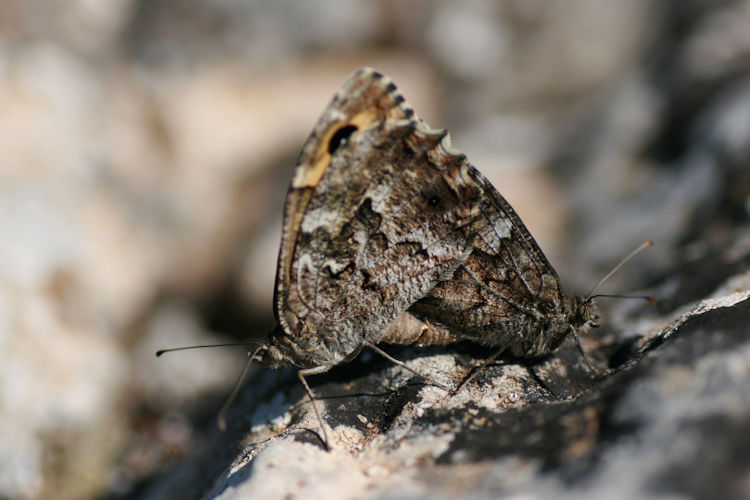 Hipparchia aristaeus: Bild 2