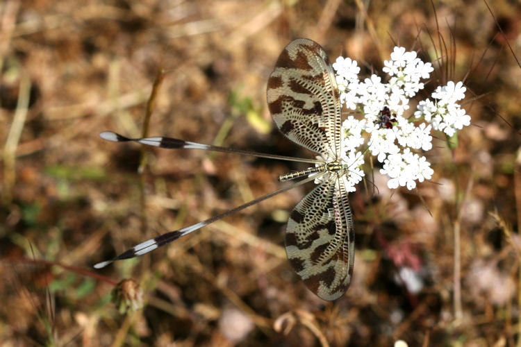 Nemoptera coa: Bild 10