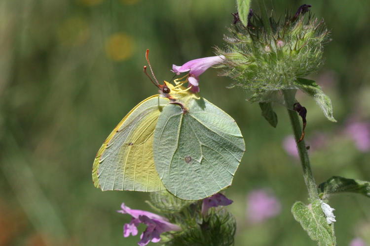 Gonepteryx cleopatra citrina: Bild 5