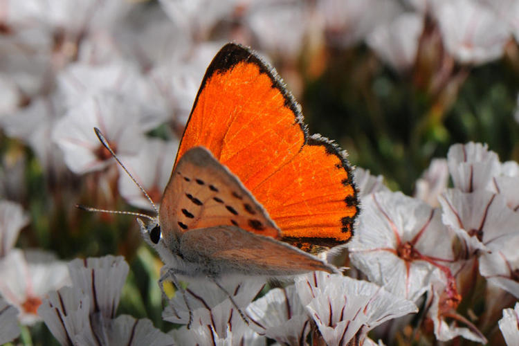 Lycaena thetis: Bild 1