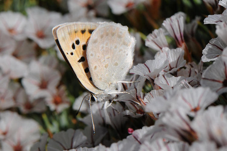 Lycaena thetis: Bild 6