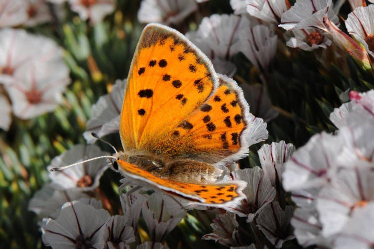 Lycaena thetis: Bild 3