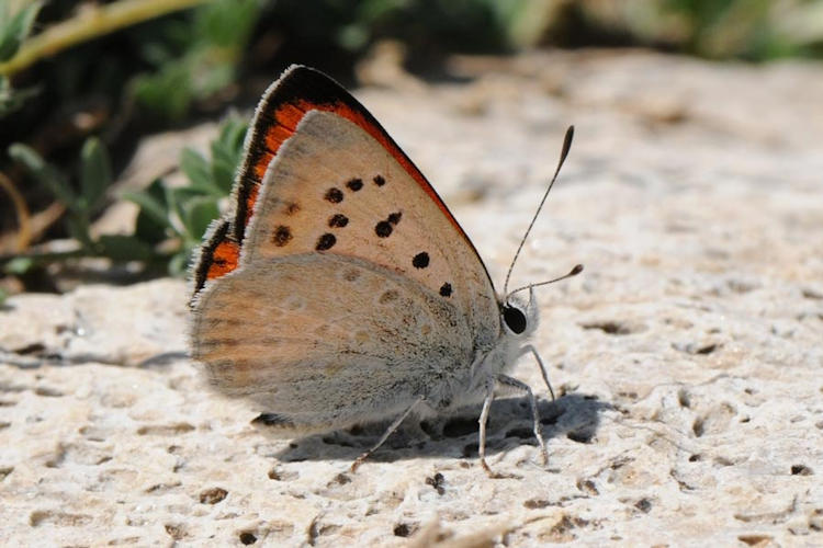 Lycaena thetis: Bild 5