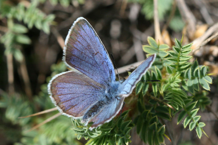 Neolysandra coelestina hera: Bild 11