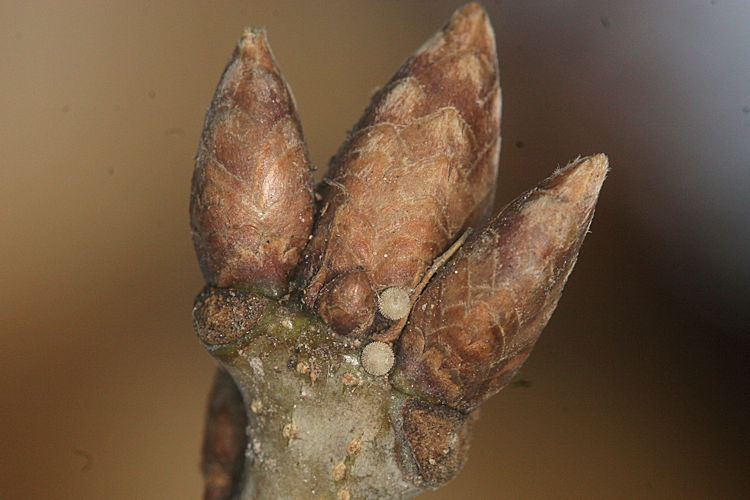 Neozephyrus quercus: Bild 5