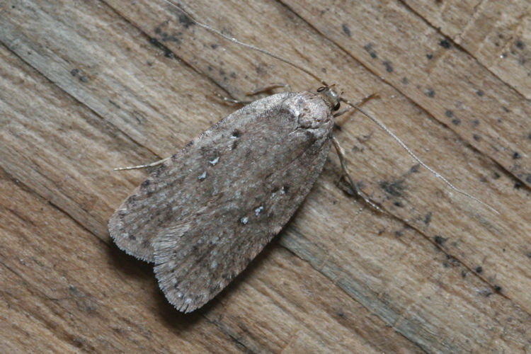 Agonopterix heracliana: Bild 2