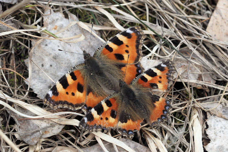 Aglais urticae: Bild 20