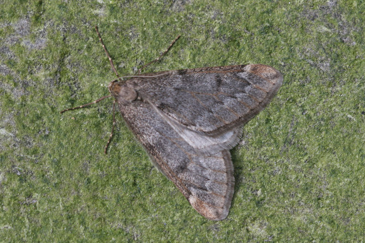 Alsophila aescularia: Bild 5