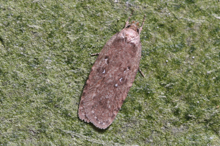 Agonopterix heracliana: Bild 1