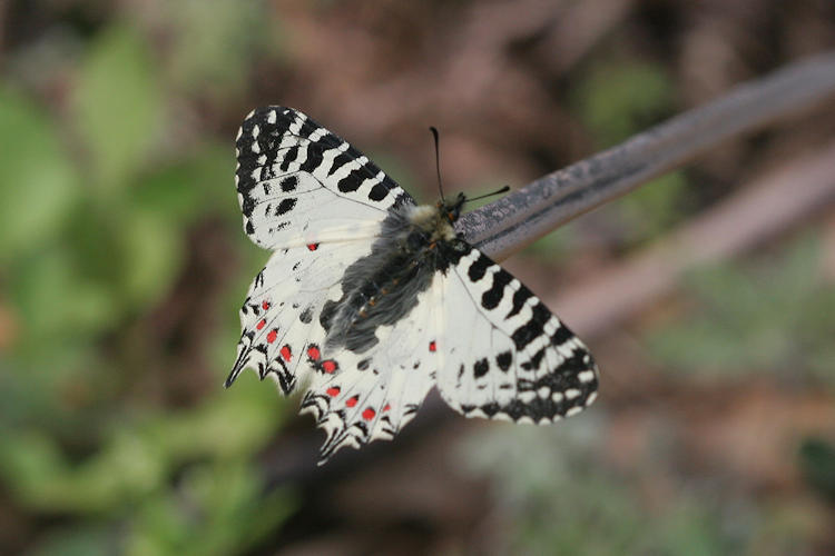 Zerynthia cerisyi: Bild 1