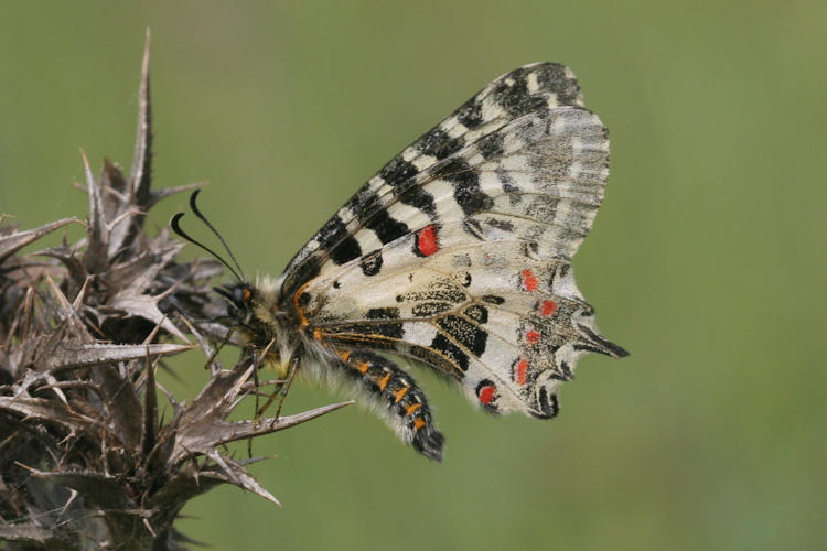 Zerynthia cerisyi: Bild 31