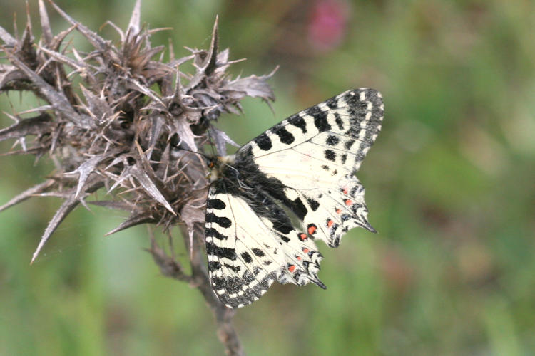 Zerynthia cerisyi: Bild 5