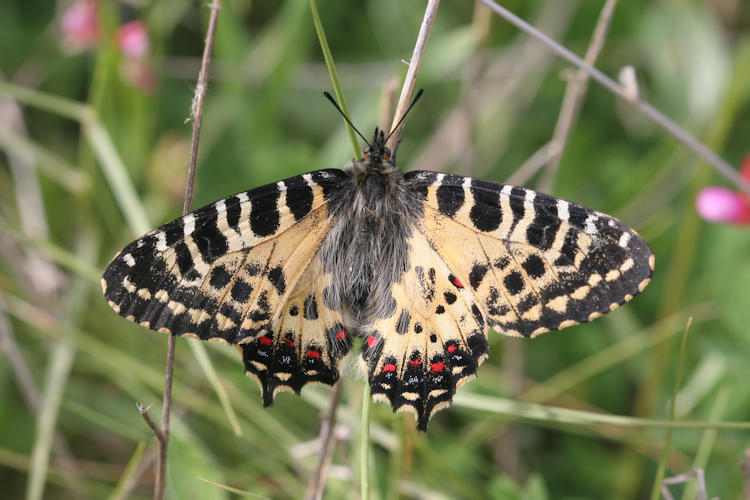 Zerynthia cerisyi: Bild 17