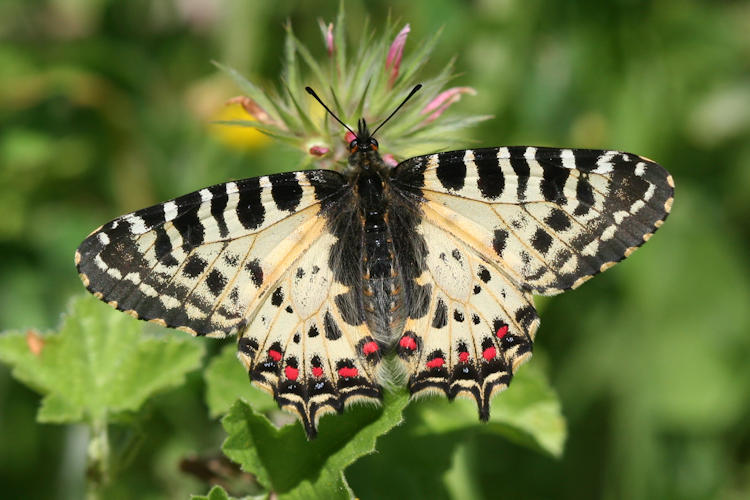 Zerynthia cerisyi: Bild 18