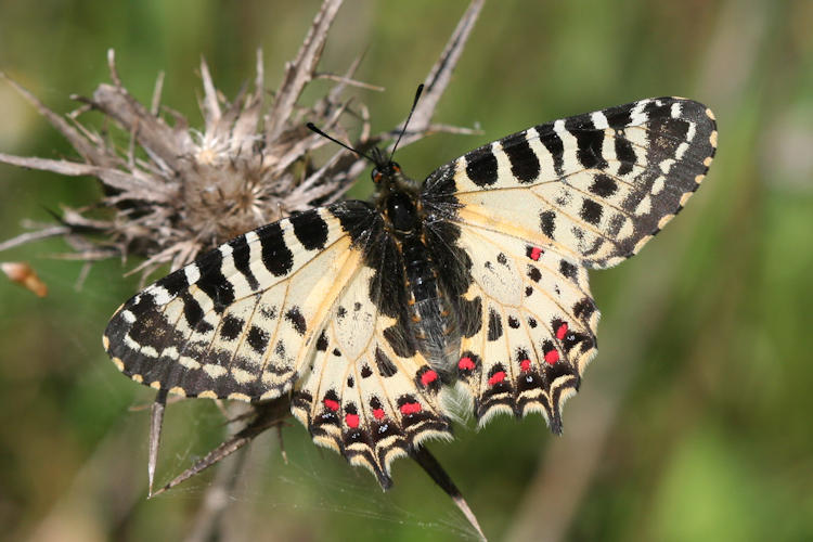 Zerynthia cerisyi: Bild 20