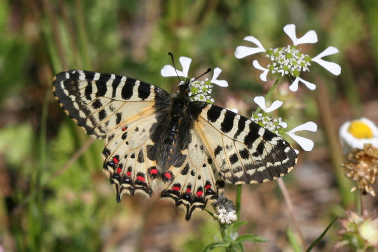 Zerynthia cerisyi: Bild 21