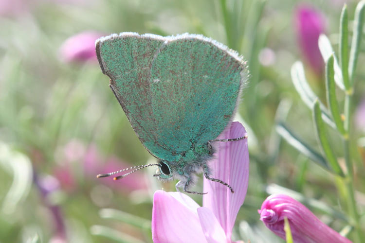 Callophrys paulae: Bild 1