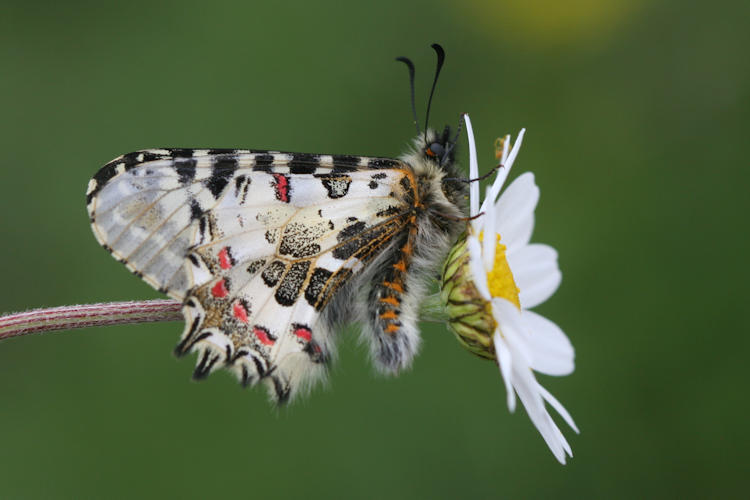 Zerynthia cerisyi: Bild 32