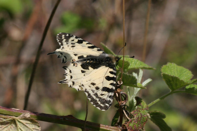 Zerynthia cerisyi: Bild 12