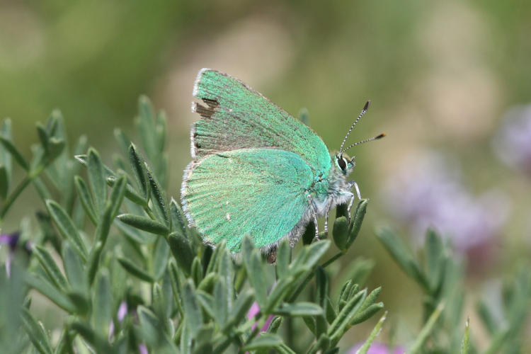 Callophrys paulae: Bild 11