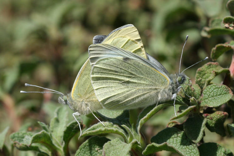 Pieris brassicae: Bild 32