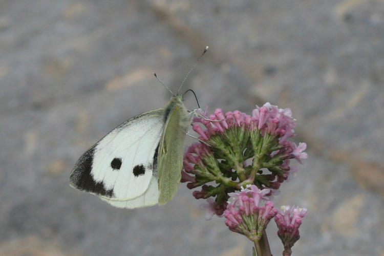 Pieris brassicae: Bild 5