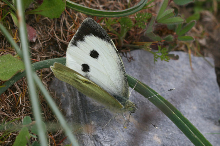 Pieris brassicae: Bild 6