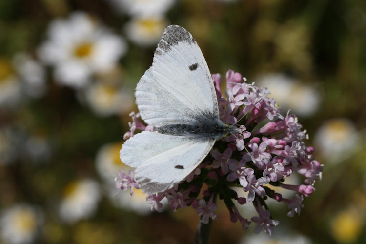 Anthocharis cardamines hellas: Bild 5